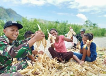 Merakyat Yonif Raider 142/KJ Panen Jagung Bersama Warga Perbatasan/ Foto: ist