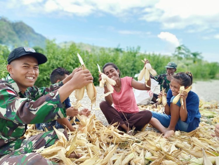 Merakyat Yonif Raider 142/KJ Panen Jagung Bersama Warga Perbatasan/ Foto: ist