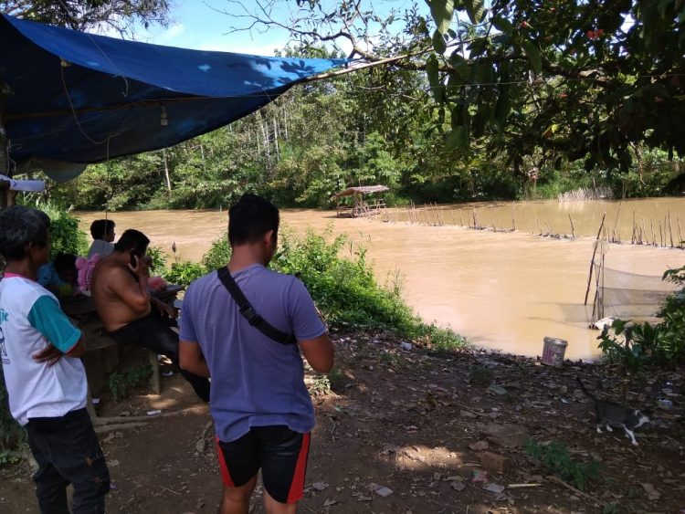 Penampakan Buaya Besar Gegerkan Warga Muaro Jambi/ Foto: ucok.ist