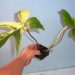 hias jenis Philodendron dan Caladium./ Foto: ist