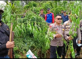 Kapolres Rejang Lebong AKBP Puji Prayitno saat meninjau langsung lokasi penanaman ganja (foto/ist)