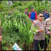 Kapolres Rejang Lebong AKBP Puji Prayitno saat meninjau langsung lokasi penanaman ganja (foto/ist)