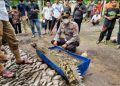 Seekor buaya besar yang ditangkap masyarakat di Desa Parit Bilal, Pangabuan, Tanjungjabung Barat, Jambi. Foto/Okezone/Ashari Sultan