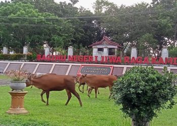 Belasan hewan ternak Sapi, terpantau di Kantor Bupati Merangin