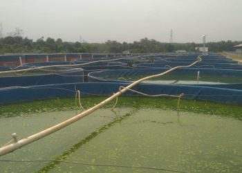 Kolam ternak lele/ foto: juanda/ampar