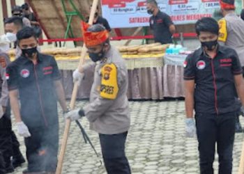 Pemusnahan Ganja 80 kg di Polres Merangin