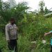 8 Ekor Kambing Warga Dicuri Maling/ AMPAR