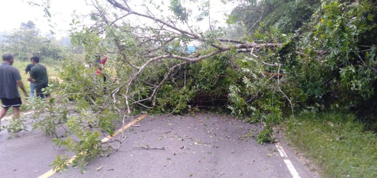 Pohon Tumbang, Lalu Lintas Jambi-Merlung Macet/ AMPAR