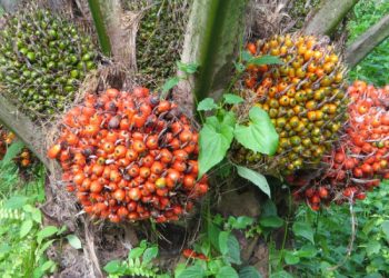 Harga TBS Sawit Jambi Periode 21-27 Februari 2025 Naik Rp 113,17 per Kg/foto: buah sawit