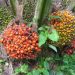 Harga TBS Sawit Jambi Periode 21-27 Februari 2025 Naik Rp 113,17 per Kg/foto: buah sawit