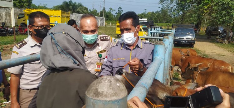 Antisipasi Penyakit PMK, Disbunak Batanghari Tinjau Lokasi Peternakan Hewan