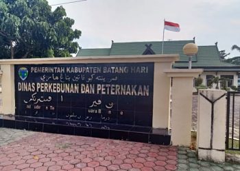 Hasil Lab Balai Veteriner Bukit Tinggi, Tiga Sapi di Muara Bulian Terpapar PMK