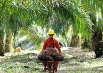 Ilustrasi petani sawit/ ist.net