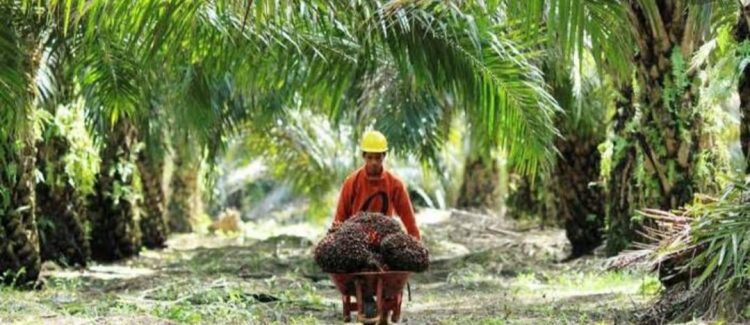 Ilustrasi petani sawit/ ist.net