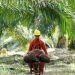 Ilustrasi petani sawit/ ist.net
