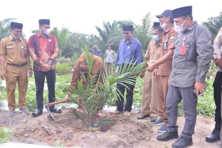 Masnah Menghadiri Halal Bi Halal, Tanam Perdana, Penaburan Pupuk Serta Peremajaan Sawit