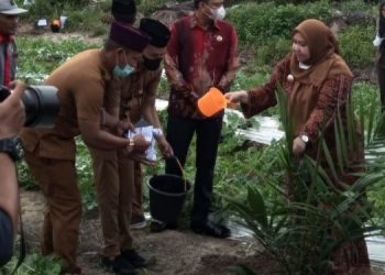 Yulia Hadiri Peremajaan Sawit Perdana Rakyat KUD