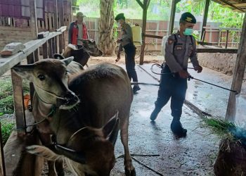 Pemkot dan Satgas Cek Kandang Hewan Ternak/ AMPAR