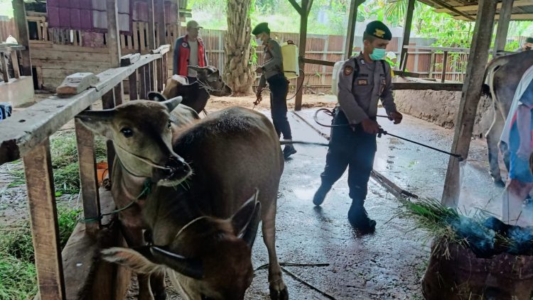 Pemkot dan Satgas Cek Kandang Hewan Ternak/ AMPAR