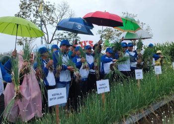 Al Haris Panen Bawang Merah Varietas Unggul di Jangkat/ Foto: Riky