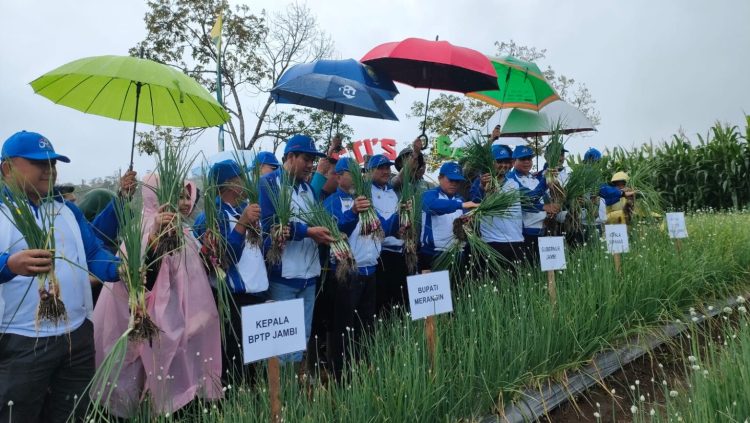 Al Haris Panen Bawang Merah Varietas Unggul di Jangkat/ Foto: Riky