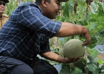 Bupati Romi Panen Melon dan Semangka./ DOC.IST