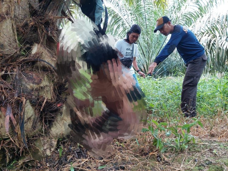 Warga Desa Bulian Jaya, Kecamatan Maro Sebo Ilir, Kabupaten Batang Hari, Jambi digegerkan dengan penemuan sesosok mayat seorang pria yang tergantung di areal perkebunan sawit/ (Foto: Ari/Ampar)