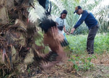 Warga Desa Bulian Jaya, Kecamatan Maro Sebo Ilir, Kabupaten Batang Hari, Jambi digegerkan dengan penemuan sesosok mayat seorang pria yang tergantung di areal perkebunan sawit/ (Foto: Ari/Ampar)