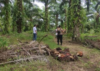 Tim Polsek Kota Manna Amankan pria N (38) diduga telah meresahkan dan menimbulkan potensi gangguan keamanan ketertiban masyarakat (Kamtibmas). Foto: Anto/Ampar