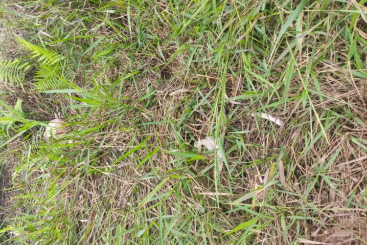 Penemuan Tengkorak Manusia di Desa Kuap, Kecamatan Pemayung, Kabupaten Batang Hari. Foto: SN