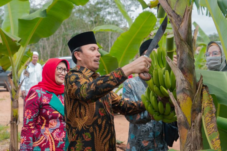 Edi Purwanto Bersama Anggota Komisi V DPR RI Panen Pisang Canvendish di Ponpes Irsyadul 'Ibad / (Foto: Hadian)
