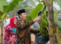 Edi Purwanto Bersama Anggota Komisi V DPR RI Panen Pisang Canvendish di Ponpes Irsyadul 'Ibad / (Foto: Hadian)