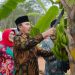 Edi Purwanto Bersama Anggota Komisi V DPR RI Panen Pisang Canvendish di Ponpes Irsyadul 'Ibad / (Foto: Hadian)