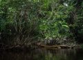 Indonesia, rumah bagi hutan hujan tropis terbesar ketiga di dunia/ (Foto: UNDP)