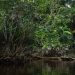 Indonesia, rumah bagi hutan hujan tropis terbesar ketiga di dunia/ (Foto: UNDP)