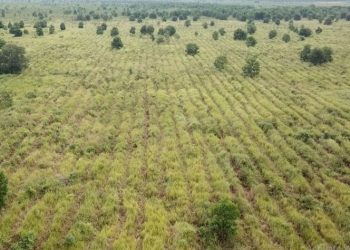 SKK Migas – PetroChina Hijaukan Ratusan Hektar Hutan Gambut dan Hutan Kota/ Dok. Humas SKK Migas