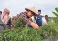 Wali Kota jambi Syarif Fasha/ Foto: Melli