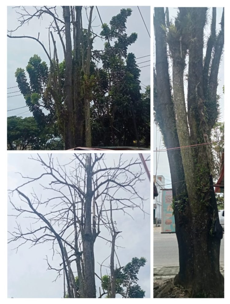 Pohon Lapuk di Jalan Lintas Sumatera, KM 2, tepatnya di seberang Simpang RS Langit Golden Medika, Sarolangun/ Foto: Ampar