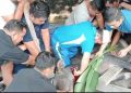 Gubernur Jambi Serahkan 82 Sapi Kurban untuk Masyarakat/ Foto: Riky