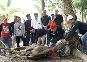 Bank Jambi Berkurban 42 Ekor Sapi, 2 Kerbau dan 8 Kambing/ Foto: dok.Bankjambi