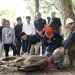 Bank Jambi Berkurban 42 Ekor Sapi, 2 Kerbau dan 8 Kambing/ Foto: dok.Bankjambi