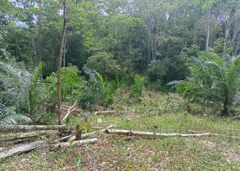 Genting! Selamatkan Karet Provinsi Jambi Sekarang Juga/ Foto: melli