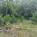 Genting! Selamatkan Karet Provinsi Jambi Sekarang Juga/ Foto: melli