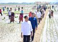 Jokowi Tinjau Penanaman Padi dan Serap Aspirasi Petani di Pekalongan/ (Foto: Biro Pers, Media, dan Informasi Sekretariat Presiden)