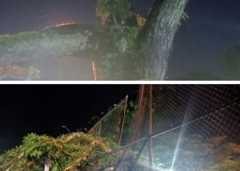 Pohon Mahoni Di Laman Besamo Tumbang, Nyaris Menimpah Warga / ( Foto: fdn/ampar)