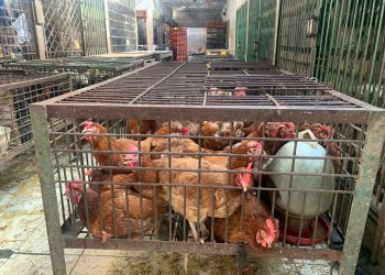 Jelang Ramadhan, Harga Ayam di Jambi Terpantau Makin Mahal/ (foto: Aln/Ampar)