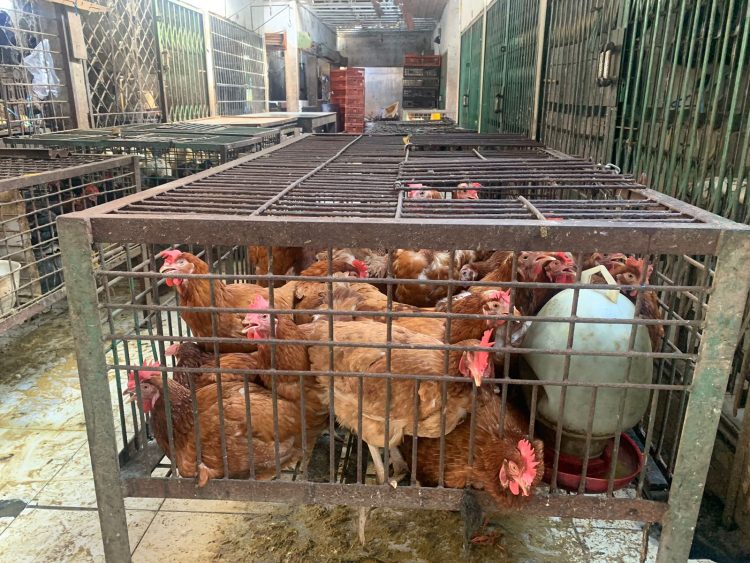 Jelang Ramadhan, Harga Ayam di Jambi Terpantau Makin Mahal/ (foto: Aln/Ampar)