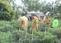 Sekda Safril Panen Cabai di Desa Kota Baru dan berdialog dengan Petani/ Foto: min/Ampar