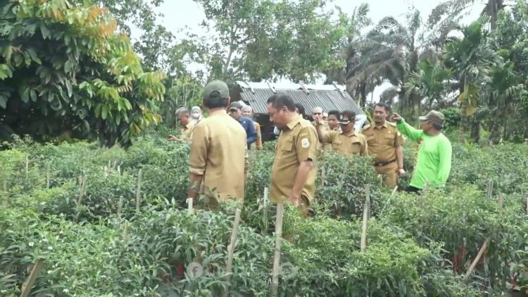 Sekda Safril Panen Cabai di Desa Kota Baru dan berdialog dengan Petani/ Foto: min/Ampar