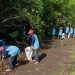 Peringati Hari Lingkungan Hidup Sedunia, Yayasan AHM Tanam Puluhan Ribu Mangrove/ Foto: Sinsen